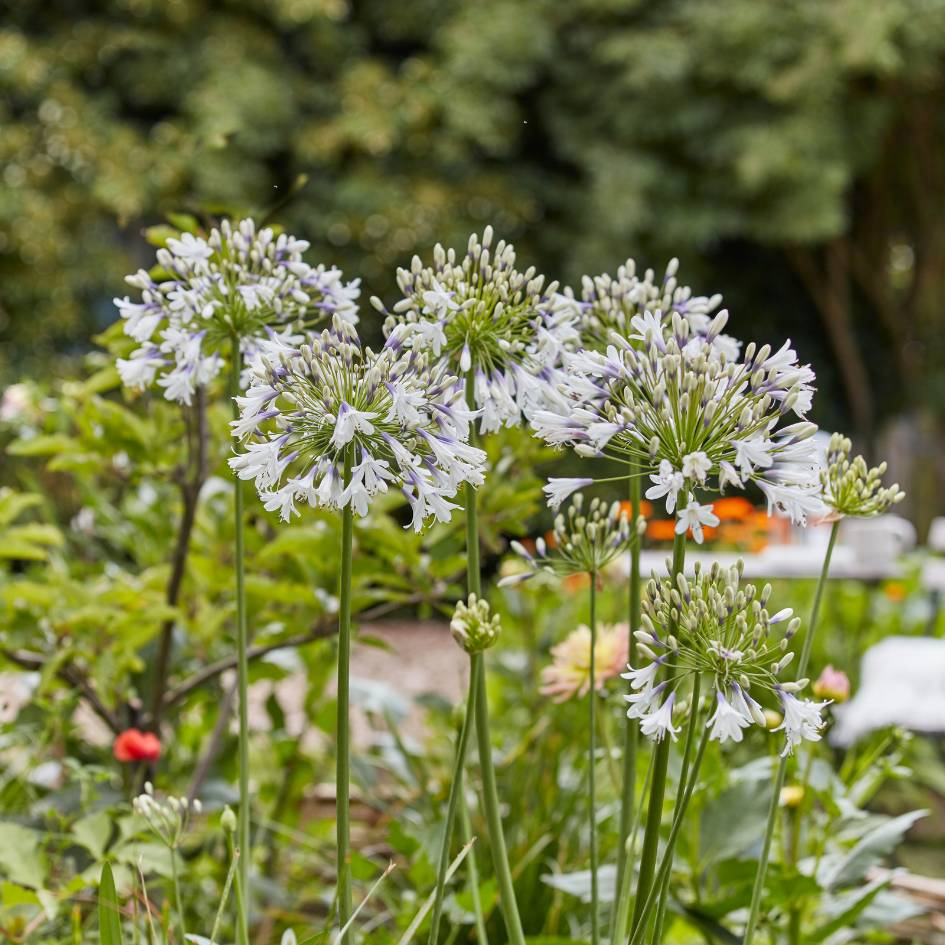 Agapanthus ‘Fireworks’