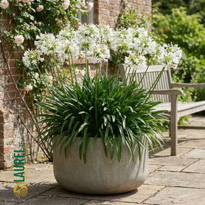 Agapanthus umbellatus ‘Alba’