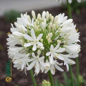 Agapanthus umbellatus ‘Alba’
