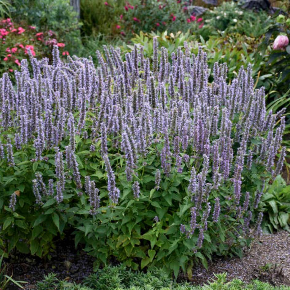 Mounded garden clump of Agastache ‘Blue Fortune’ covered in pale violet flower spikes.