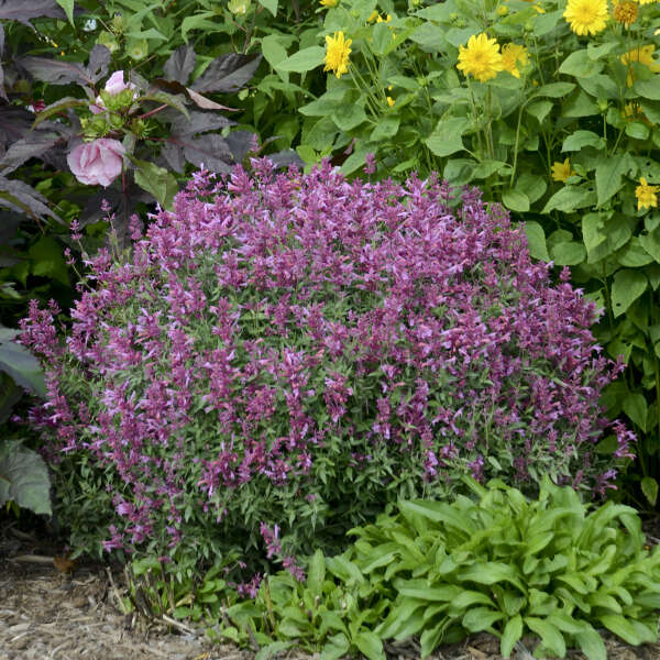 Agastache ‘Rosie Posie’