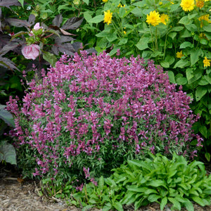 Agastache ‘Rosie Posie’