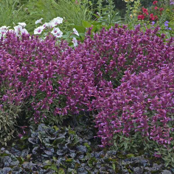 Agastache ‘Rosie Posie’