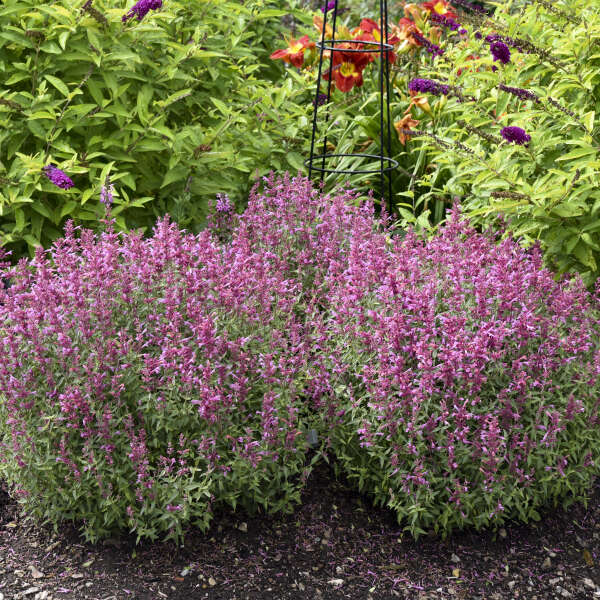 Agastache ‘Rosie Posie’