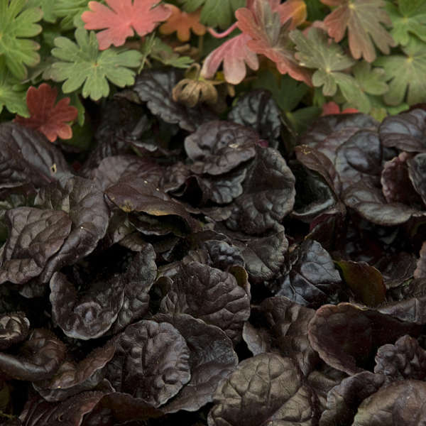 Ajuga reptans ‘Black Scallop’