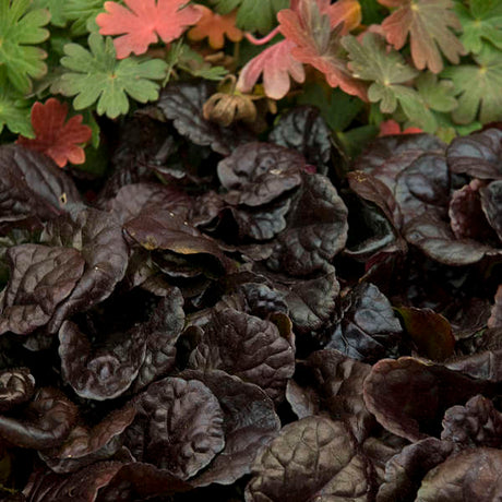 Ajuga reptans ‘Black Scallop’