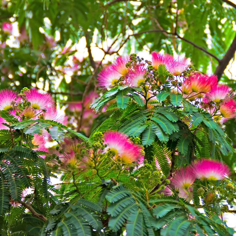 Albizia julibrissin ‘Tropical Dream’