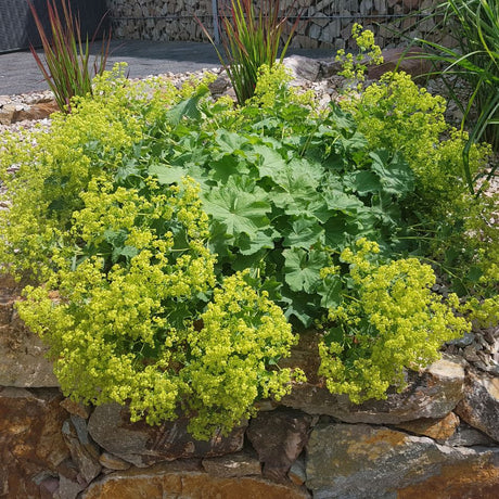 Alchemilla mollis