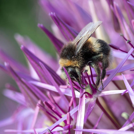 Allium cristophii