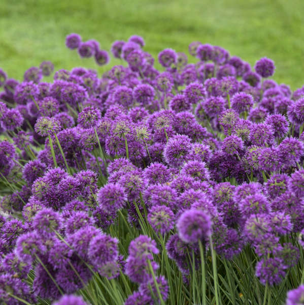 Allium ‘Lavender Bubbles’