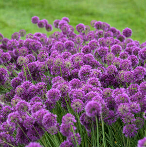 Allium ‘Lavender Bubbles’