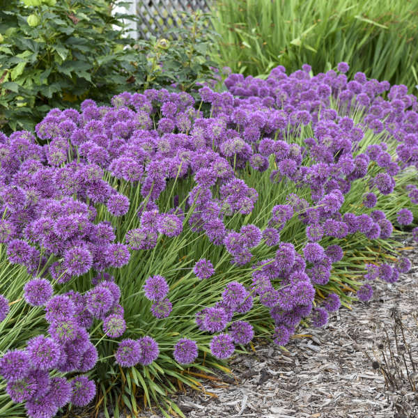 Allium ‘Lavender Bubbles’