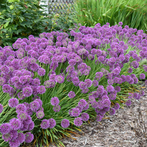 Allium ‘Lavender Bubbles’