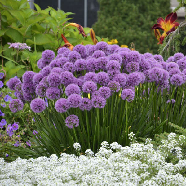 Allium ‘Millennium’
