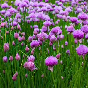 Allium schoenoprasum
