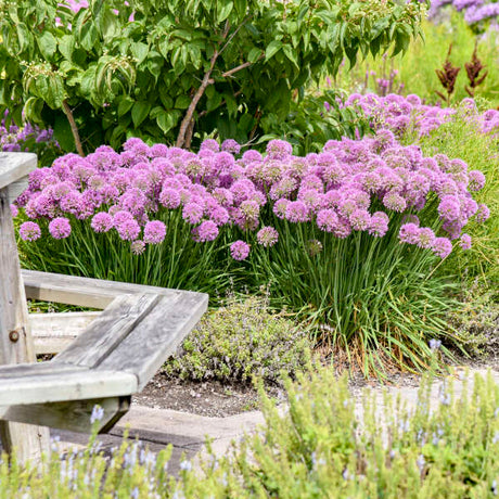 Allium ‘Serendipity’