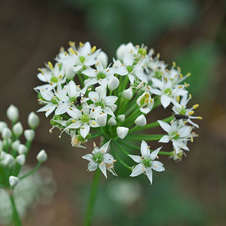 Close-up of white star-shaped Allium tuberosum flowers and unopened buds.