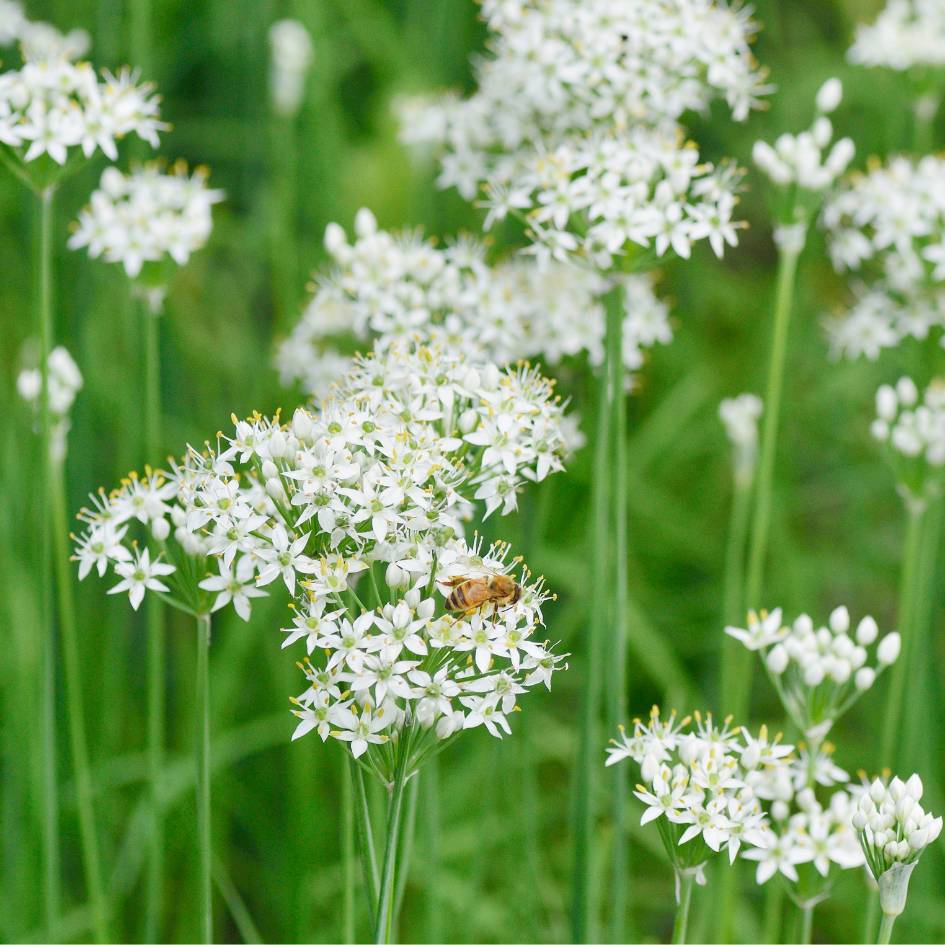 Allium tuberosum