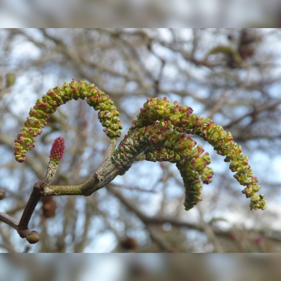 Alnus cordata