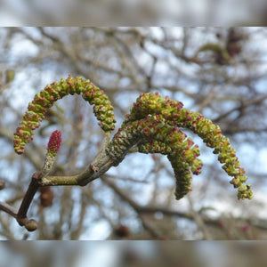 Alnus cordata