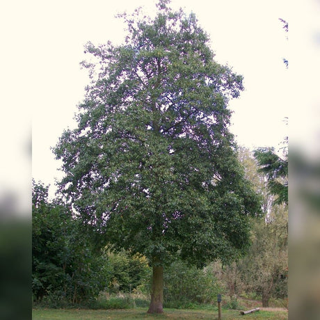 Tall mature Alnus cordata with a narrow irregular crown in a park setting.