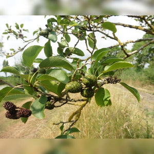 Alnus cordata