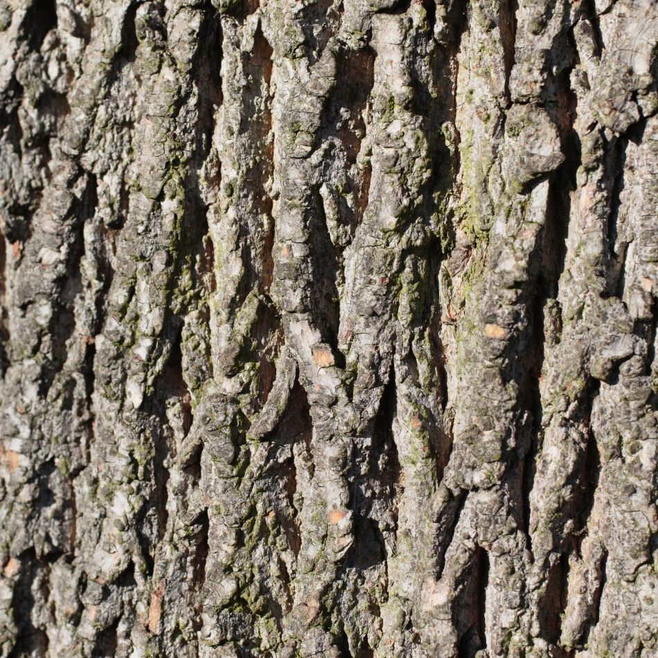 Alnus cordata