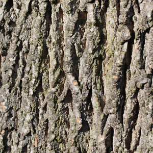 Alnus cordata