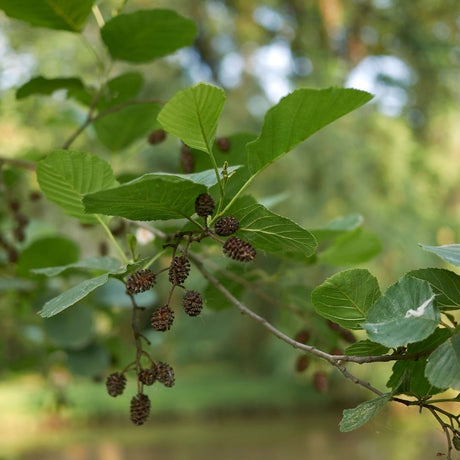 Dark brown Alnus glutinosa cones clustered among rounded green leaves.
