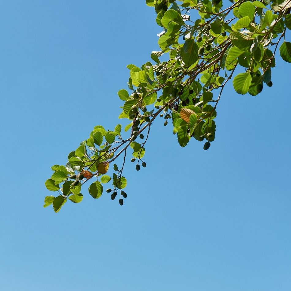 Alnus glutinosa