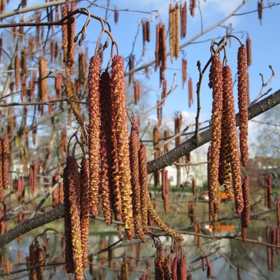 Alnus glutinosa