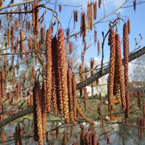 Alnus glutinosa