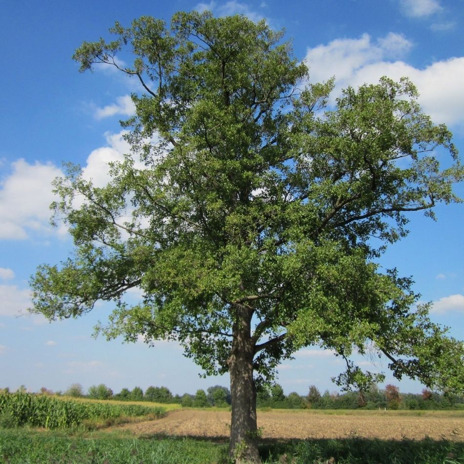 Alnus glutinosa