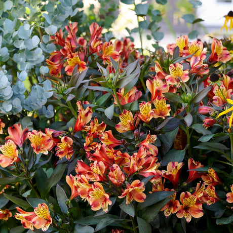 Mass of orange-red Alstroemeria ‘Indian Summer’ flowers above dark bronze foliage.
