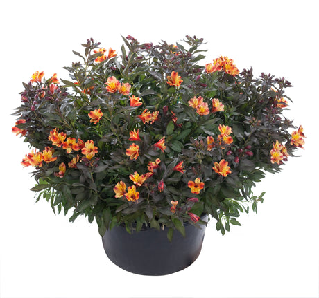 Potted Alstroemeria ‘Indian Summer’ forming a compact mound covered in orange flowers.