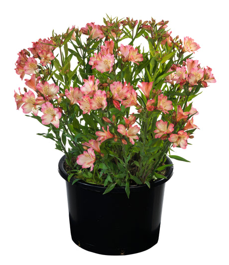 Potted Alstroemeria ‘Summer Break’ with pink flowers displayed against a white background.