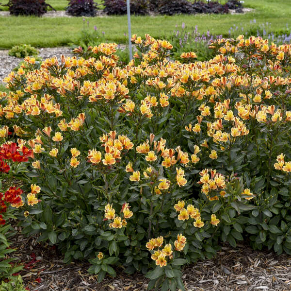 Alstroemeria ‘Summer Breeze’