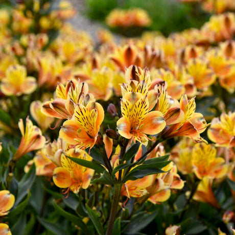 Close-up of golden Alstroemeria ‘Summer Breeze’ flowers with dark streaked centres.