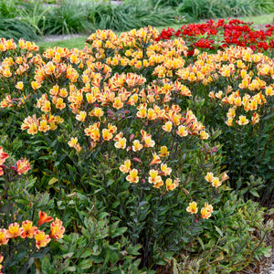 Alstroemeria ‘Summer Breeze’