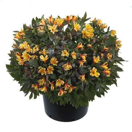 Potted Alstroemeria ‘Summer Breeze’ forming a rounded mound of golden-orange flowers.