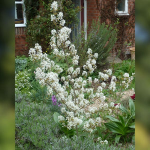 Amelanchier × grandiflora ‘Ballerina’