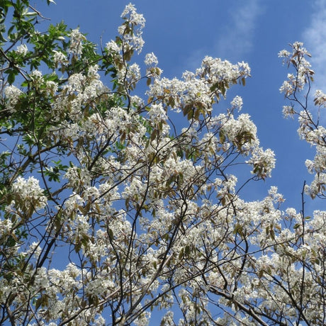 Amelanchier lamarckii canopy filled with white blossom against a clear blue sky.