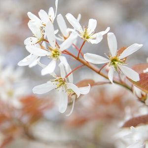 Close-up of delicate white Amelanchier × grandiflora ‘Robin Hill’ flowers on reddish stems.