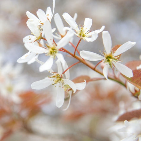 Close-up of delicate white Amelanchier × grandiflora ‘Robin Hill’ flowers on reddish stems.