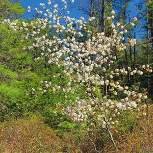 Young Amelanchier × grandiflora ‘Robin Hill’ tree in full white spring blossom against blue sky.