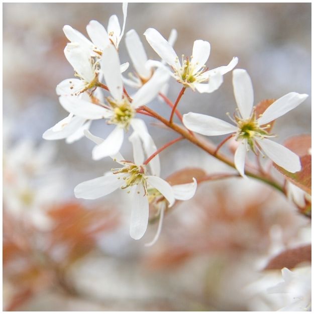 Spray of white Amelanchier × grandiflora ‘Robin Hill’ flowers with narrow petals and yellow centres.