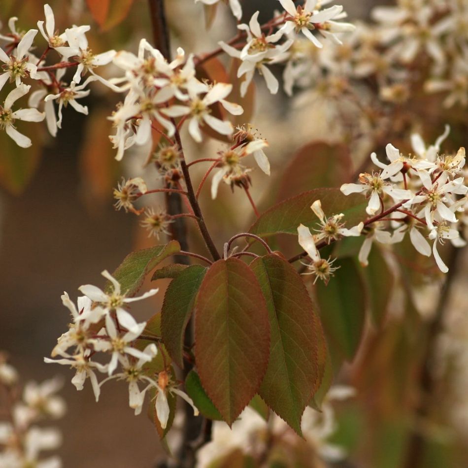 Amelanchier × grandiflora ‘Robin Hill’ branches covered in white starry blossom and emerging bronze leaves.
