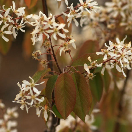 Amelanchier × grandiflora ‘Robin Hill’ branches covered in white starry blossom and emerging bronze leaves.