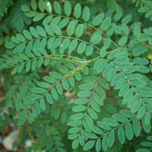 Amorpha fruticosa