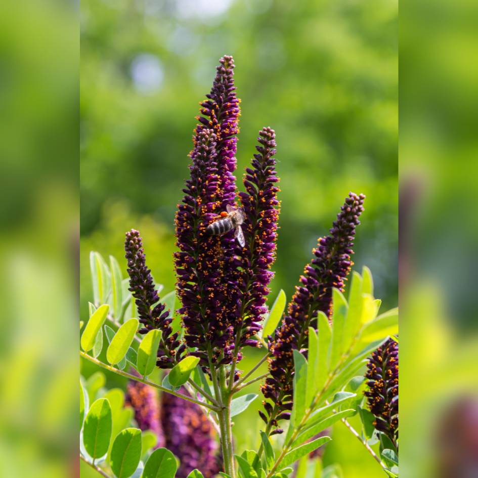 Amorpha fruticosa